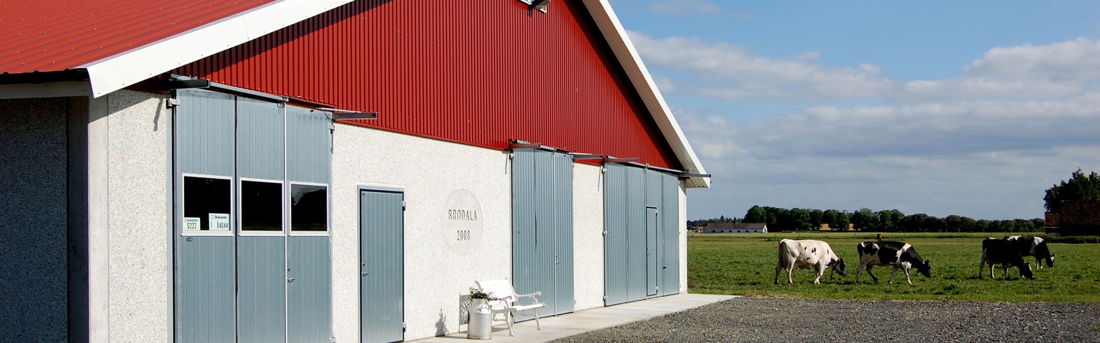 Rød og hvit driftsbygning på gård og kuer som beiter.