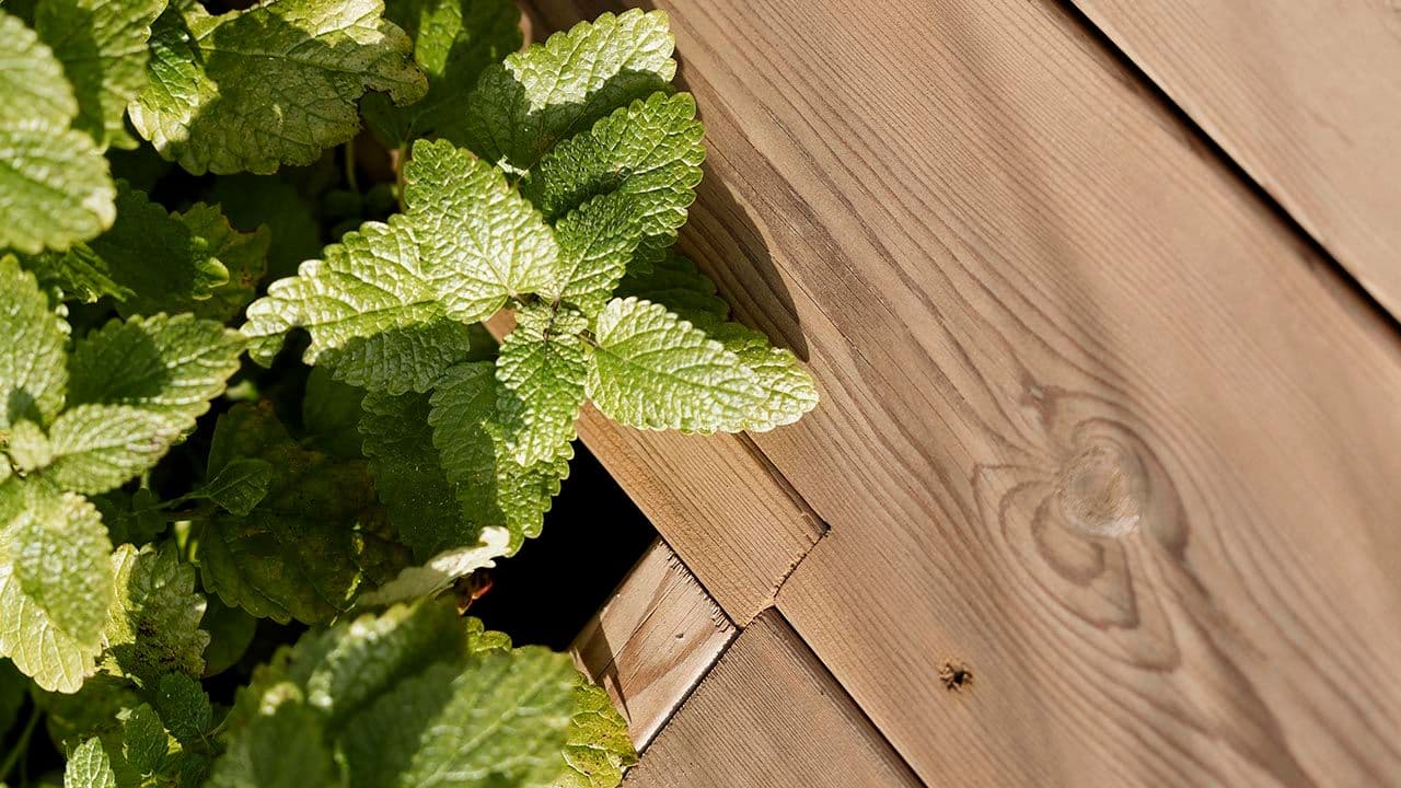 Nærbilde av trykkimpregnert terrasse ved bed plantet med mynte.